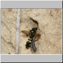 Crabro peltarius - Grabwespe w04 12mm beim Nesteintrag.jpg